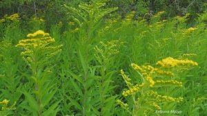 Золотарник канадский. Польза и применение.