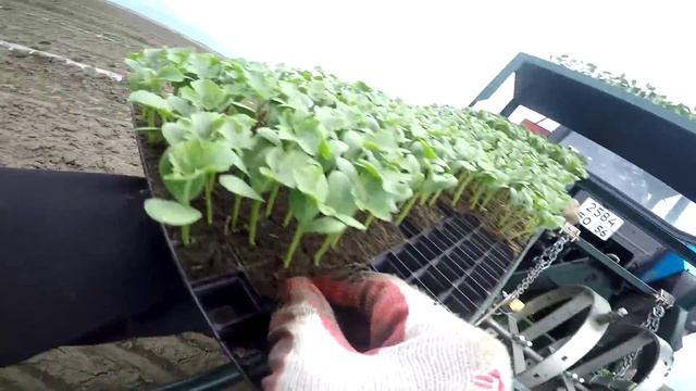 Посадка рассады арбуза сквозь пленку из кассет в грунт смотреть онлайн