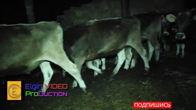 Bogaz Brons Svis Duyeler Tel : 050 553-61-09 Ülvü Müəllim смотреть онлайн