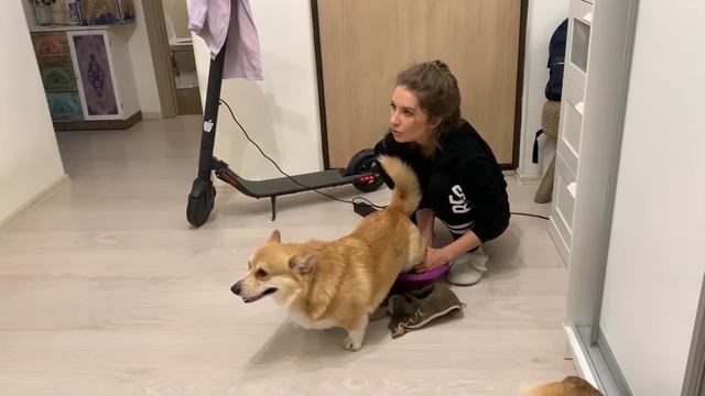 ГОТОВЛЮ собаку к ДР! Сэдди будет год? Купание собаки смотреть онлайн