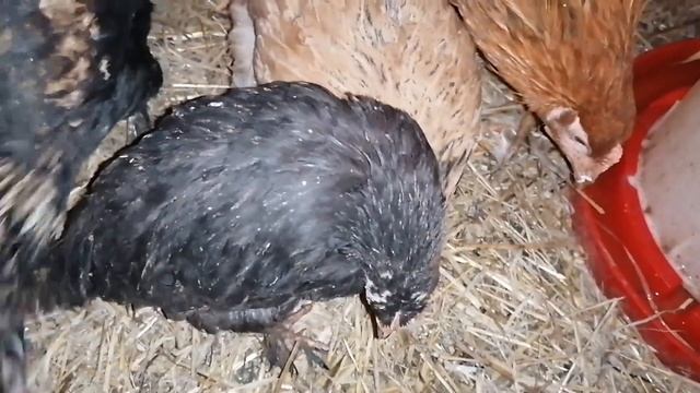 Больше 100 цыплят / петушки начали кукарекать / Плохие новости, цыпленок пропал смотреть онлайн