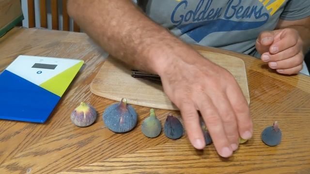 #figs #инжир Наши французские сорта инжира смотреть онлайн