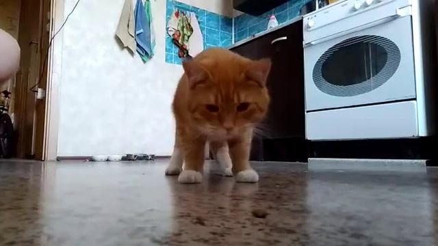 Кот даёт лапу:) смотреть онлайн