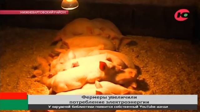 Югорские фермеры согревают новорождённых поросят тепловыми лампами смотреть онлайн