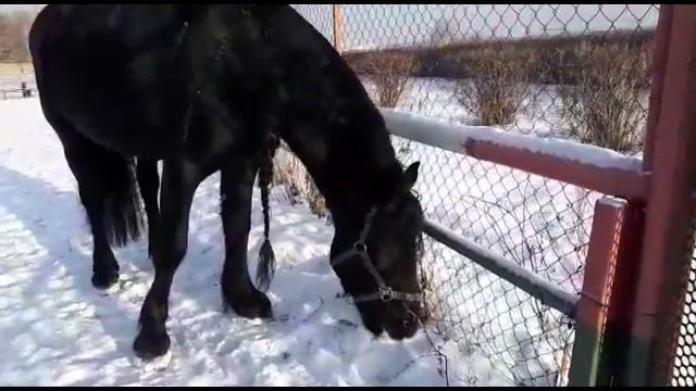 Первая снежная зима фриза Вегера в Сибири, знакомство с нашим первым конем Заливом смотреть онлайн