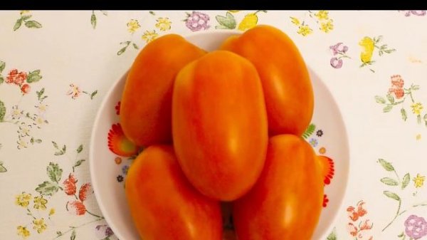 Томат Медовые бананы F1  удивительный,  раннеспелый, редкой окраски, очень вкусный!