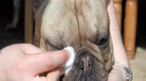 Уход за французским бульдогом и содержание щенка