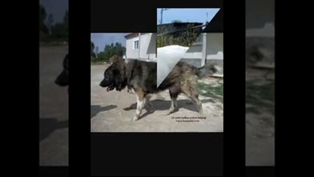 Alabay (Turkmen it) смотреть онлайн