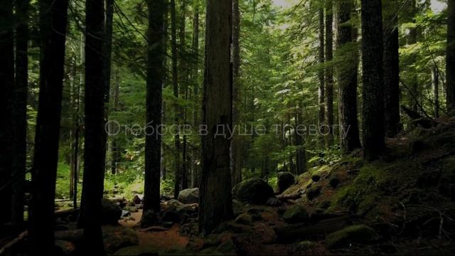 Природа - Наиль Исмайлов (Nail Ismailov). Цитаты, мысли. смотреть онлайн
