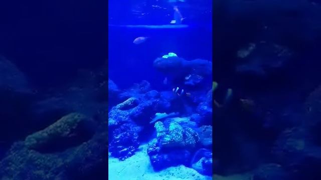 Рыбки - полосатики#рибки#акваріум# смотреть онлайн