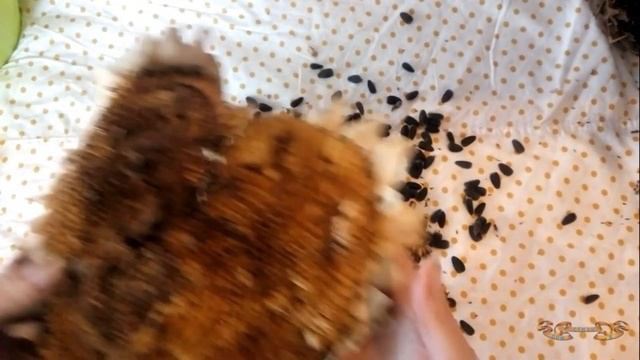 Как быстро очистить подсолнух от семечеки в домашних условиях | Как выбить семечки из подсолнуха смотреть онлайн