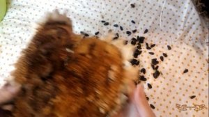 Как быстро очистить подсолнух от семечеки в домашних условиях | Как выбить семечки из подсолнуха