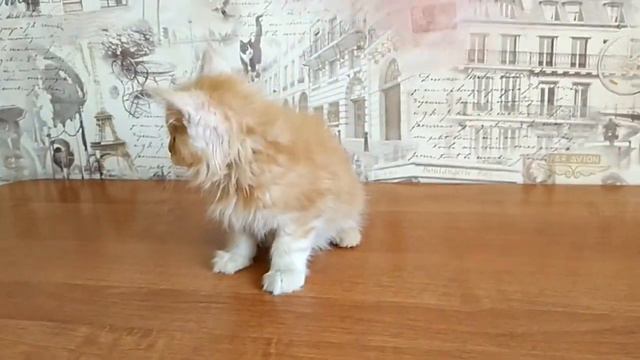 AZIRIS мальчик Мейн-Кун Красный мраморный на серебре (ds 22) смотреть онлайн