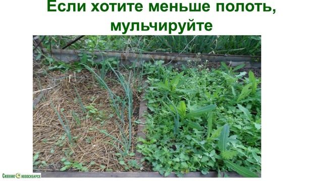 Мульча на садовом участке. Видеолекция смотреть онлайн