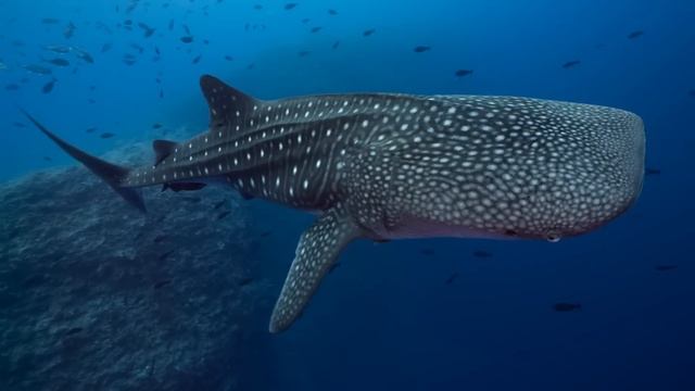 What's the biggest shark that ever lived? смотреть онлайн
