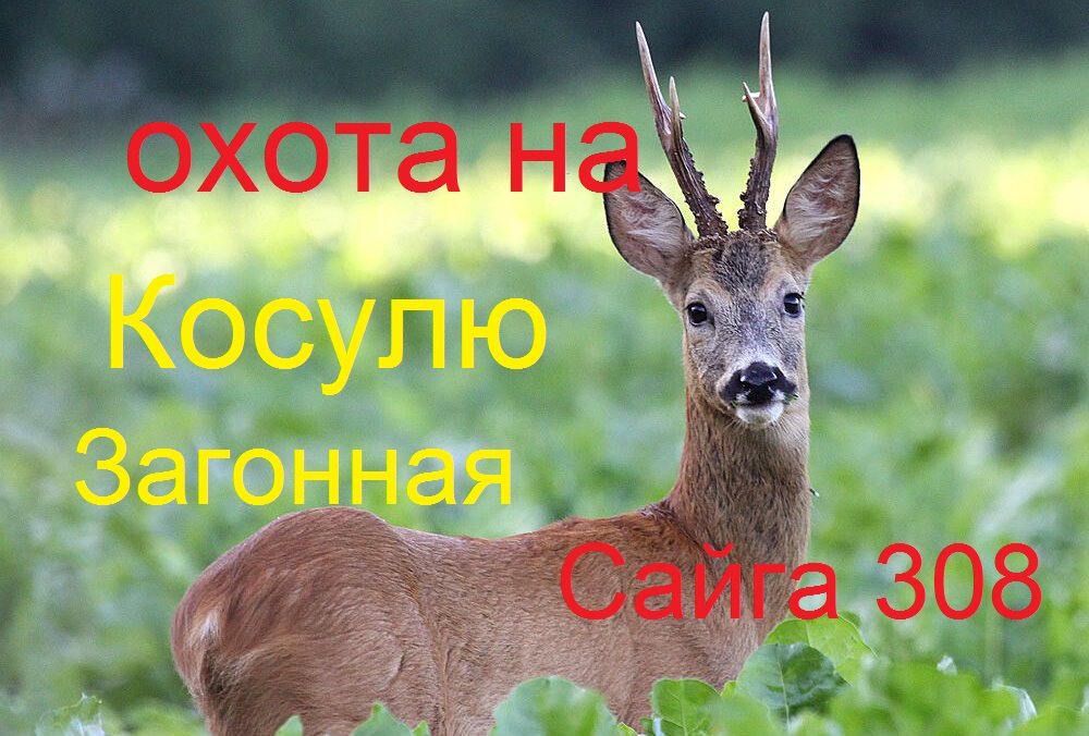 Охота на косулю.2023г.Точный выстрел Сайга 308 смотреть онлайн