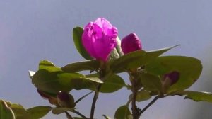 В Алтайском крае цветение маральника отмечают как большой праздник