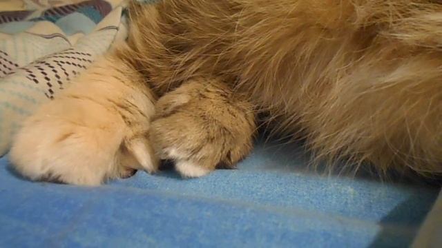 Загадка:) Чьи лапы? Кошка Ромашка или кошка Подушка. смотреть онлайн