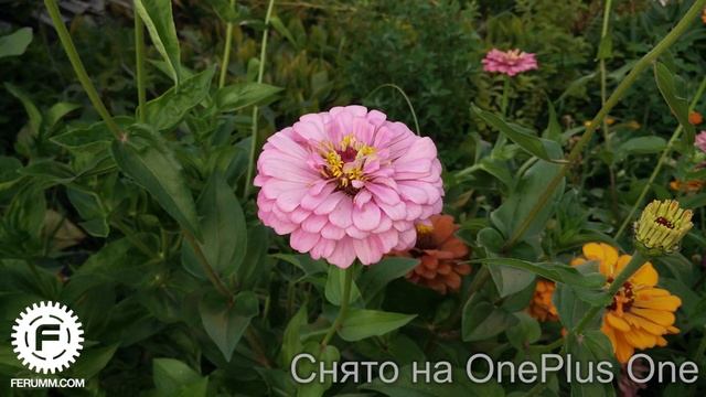 OnePlus One подробный видеообзор. Все сильные и слабые места смартфона 1+1 от FERUMM.COM