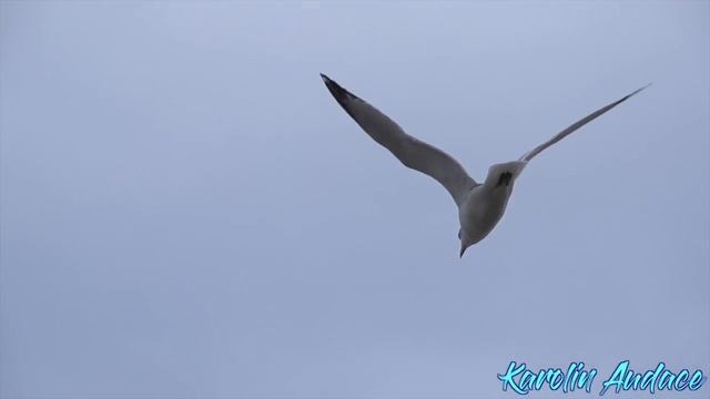 Птицы.Авторские стихи Каролин Одас смотреть онлайн