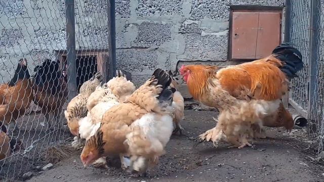 куры Брама светлая Брама палевая Брама темная Форверк Маран Орпингтон Виандот