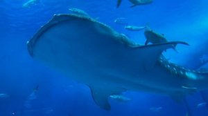 киты и крупные акулы