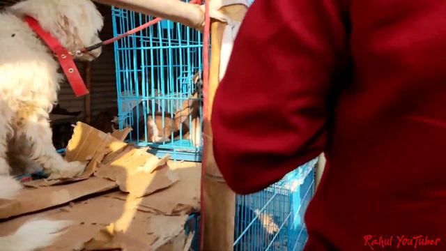 Sonpur Mela 2022 Dog Market|सोलापुर कुत्ता मार्केट 2022#sonpur #sonpurmela2022 #Rahulyoutuber смотреть онлайн