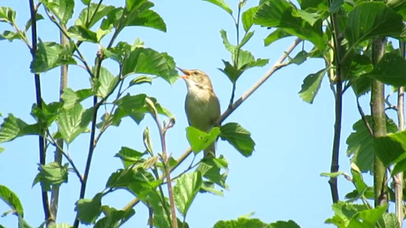 Пение садовой камышовки смотреть онлайн