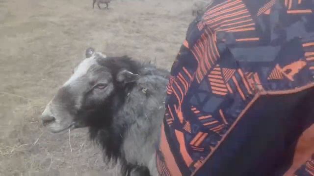 Я катаюсь на баране😅😊8лет мне смотреть онлайн