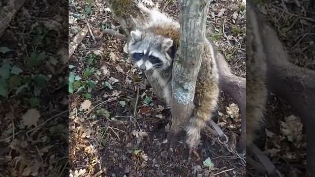 Спасение енота новороссийцами смотреть онлайн