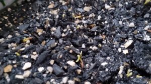 Выращивание Олеандра из семян. Стопроцентный результат