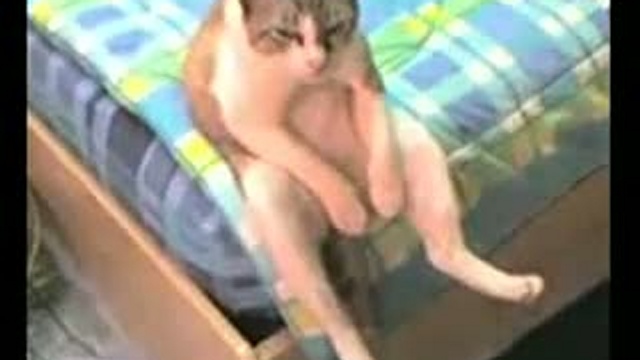 Кот в депрессии!!!