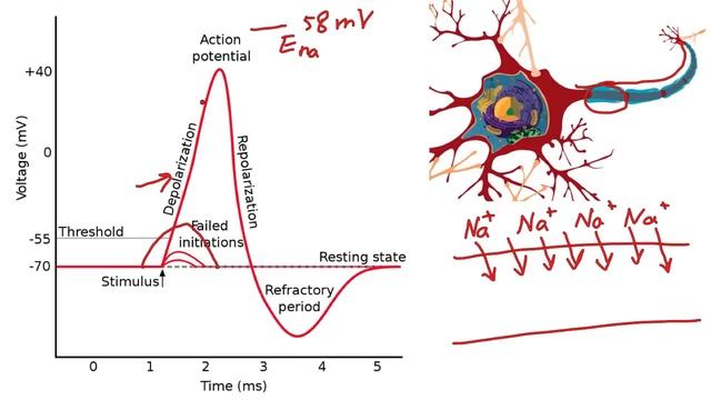 013 A Review of the Action Potential смотреть онлайн