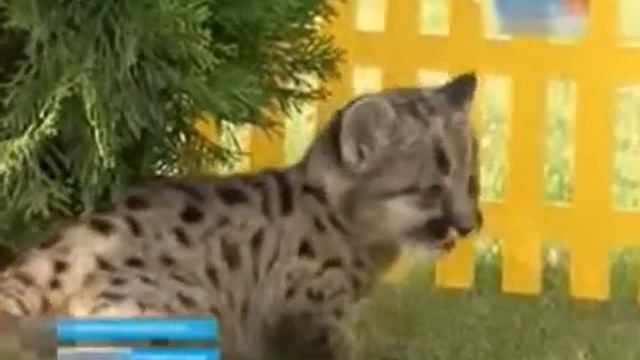 Котенок пумы приедет в Абакан смотреть онлайн