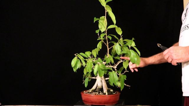 Winter Updates on Three Bonsai Trees. Campeche. Ficus Concinna and a Ficus Microcarpa. смотреть онлайн