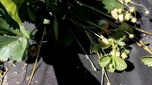 Сорт клубники Ирма нсд.