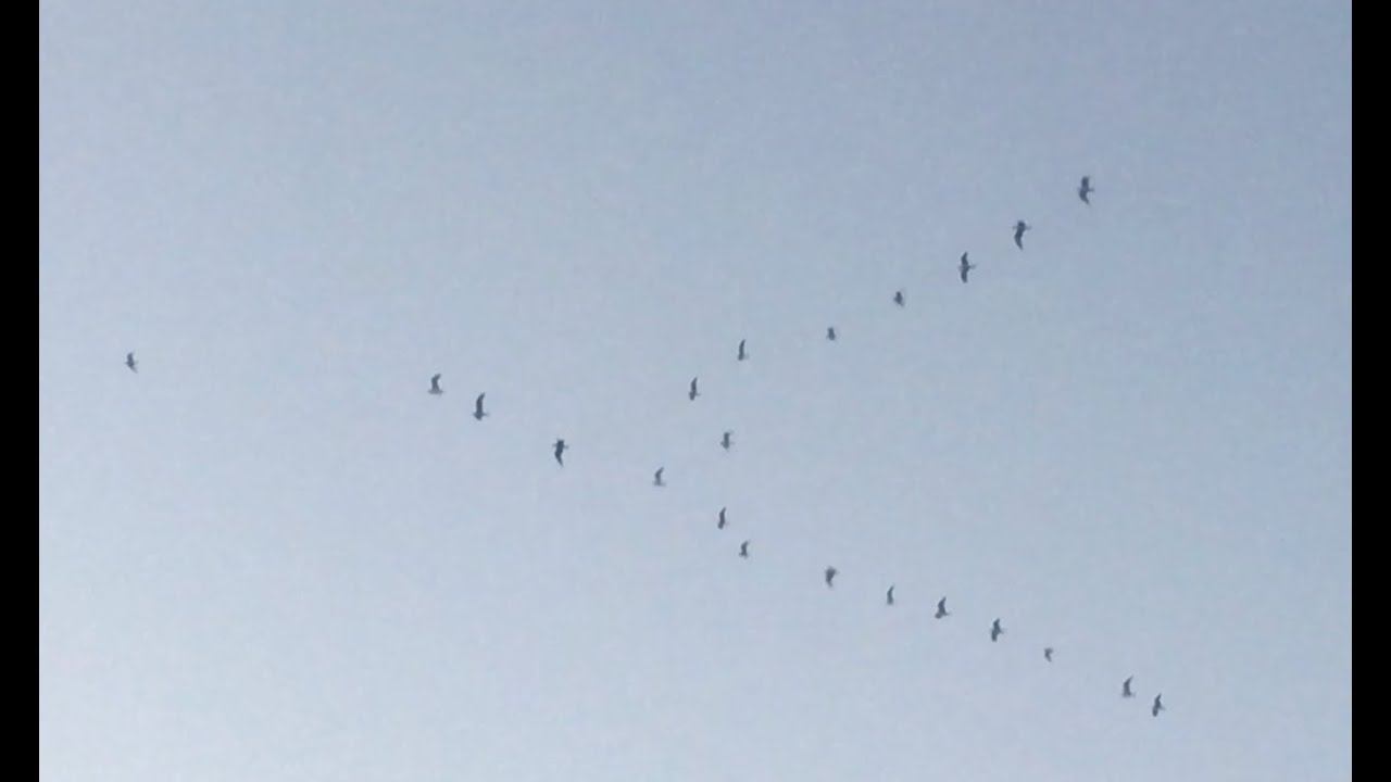 Пара вечеров близ Коломны смотреть онлайн