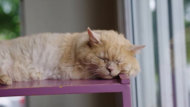 Musique RELAXANTE pour CHATS STRESSÉS ?? Détendez votre CHAT ! смотреть онлайн