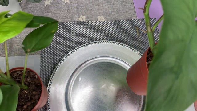 Rhaphidophora Tetrasperma - Farmer Joe Plants