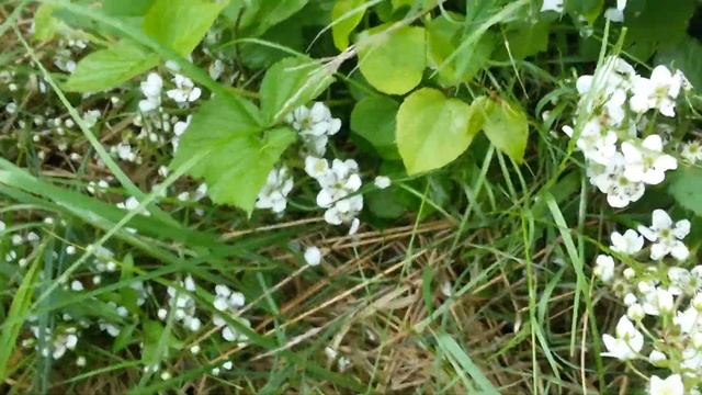 Яжевика черная магия жуки навозники её просто атакуют.Яжевика черная цветет-уход за яжевикой смотреть онлайн