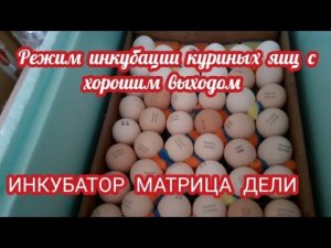 простой режим инкубации куриных яиц в инкубаторе "МАТРИЦА ДЕЛИ" с хорошим выходом.....