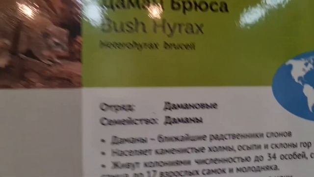 Суслик ближайший родственник слона? смотреть онлайн