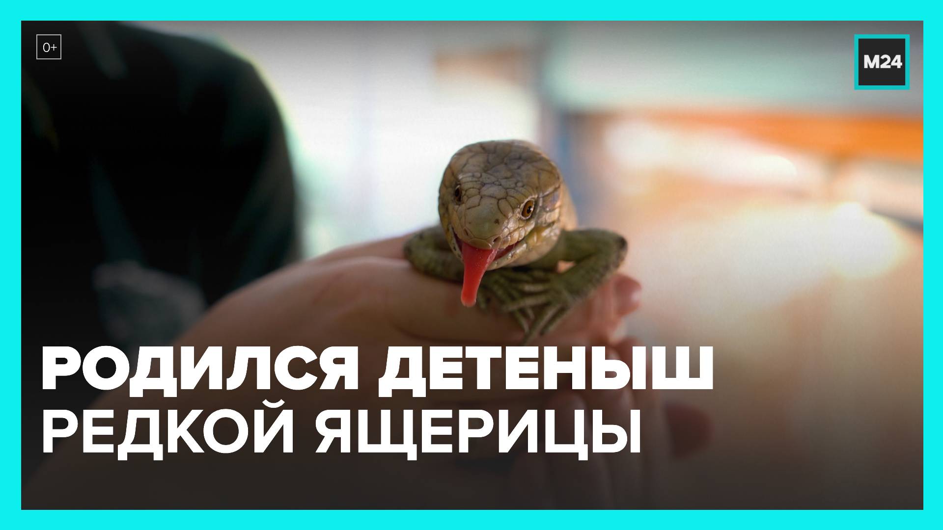 В Московском зоопарке впервые за 30 лет родился детеныш редкой ящерицы - Москва 24 смотреть онлайн