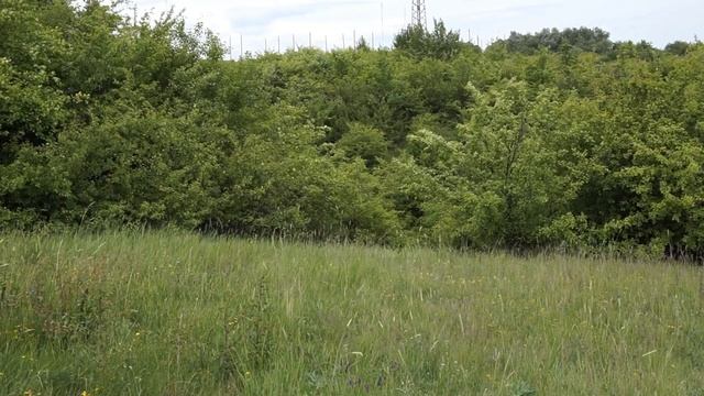 Международен ден на йога 21 юни 2020 г. - Релаксация с Вера Захариева