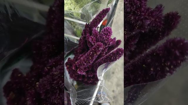 AMARANTHUS NEW (NL) смотреть онлайн