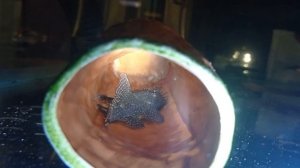 Анциструс Размножение в общем аквариуме Икра Мальки анциструса