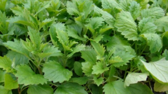 Когда сеять астры на рассаду смотреть онлайн