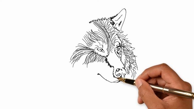 Как нарисовать волка. Нow to draw a wolf смотреть онлайн