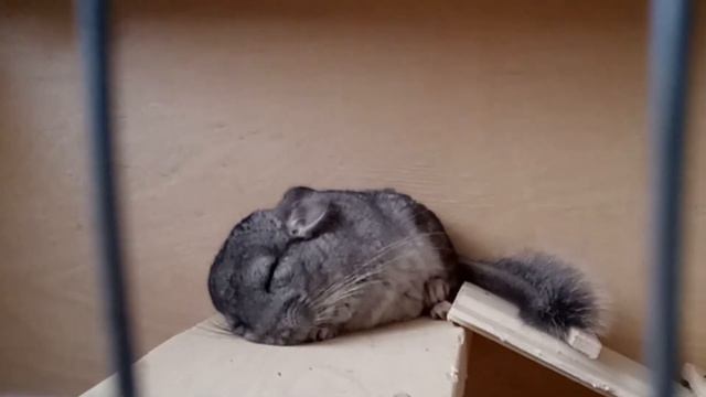 шиншилла спит смотреть онлайн