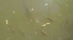 КОРМЛЕНИЕ КАРАСЕЙ В ПРУДУ / ЧЕМ КОРМИТЬ РЫБ ?